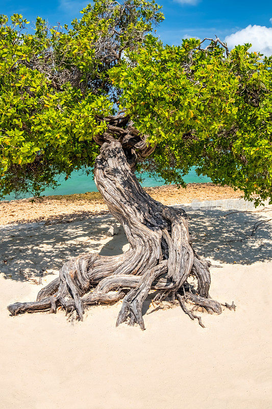 阿鲁巴鹰滩的Divi Tree
